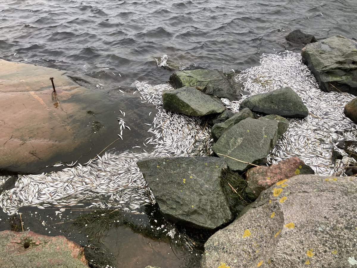 inkeripekkanen's tweet photo. Kuolleita kaloja tulikin sitten hieman lisää mereltä. 😳

#hanko https://t.co/AYjYXrvAM4