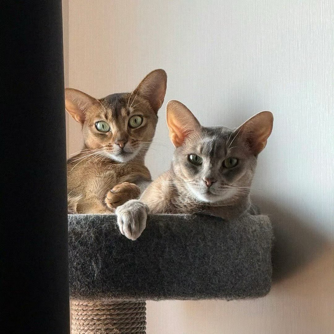 afterwinterfall's tweet photo. 😾 https://t.co/hrdYSA03v0