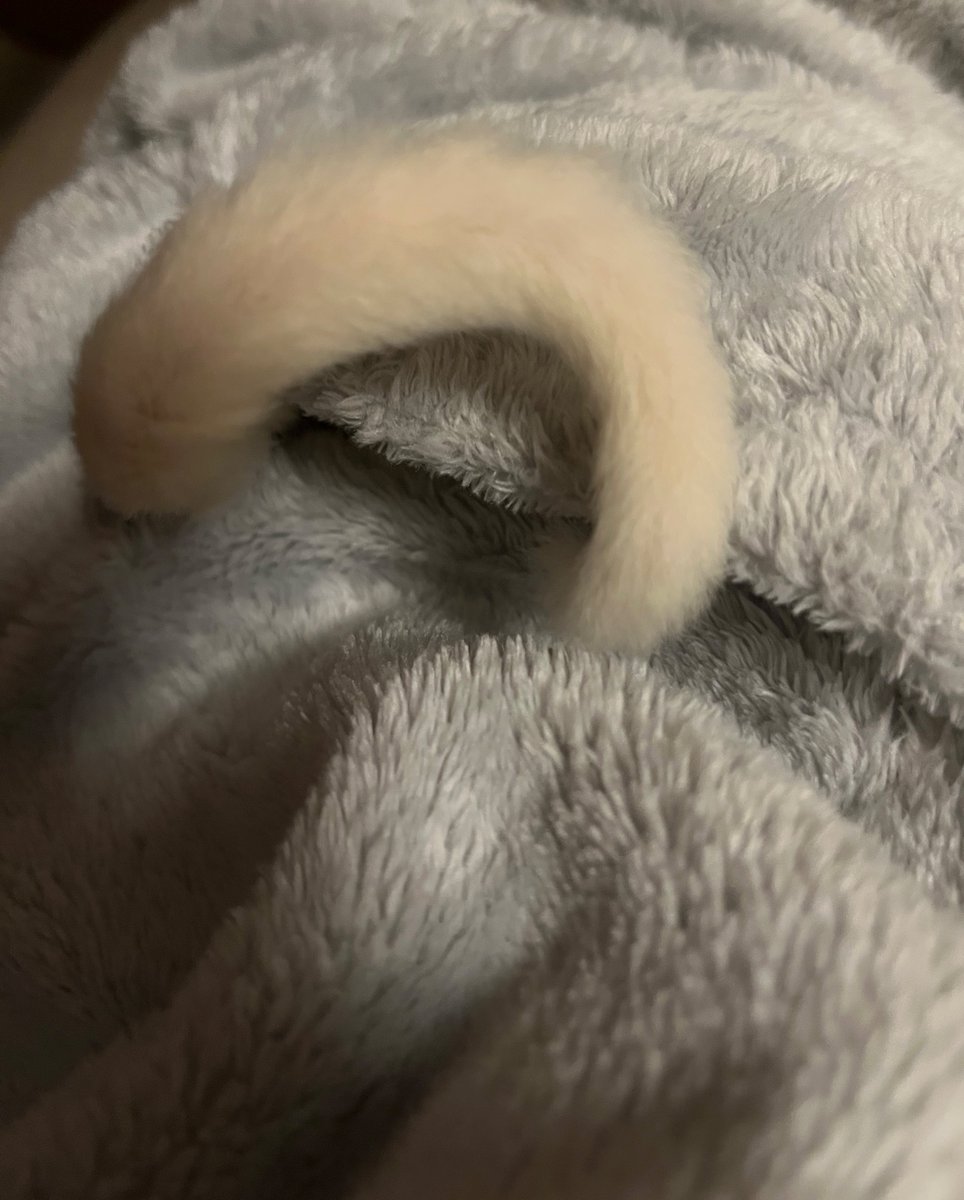 m9_dk14's tweet photo. 『ぼくのいちにち』byしろ
①ぬしのポッケにはいる
②ぬしの手をつかまえてばくすい😴
③もう1才だからひとりでもねれるもん！
④ぬしの上でおやつ！両手にもってたべるのがこだわりなんだ✌🏻
#フクロモモンガ 
#フクロモモンガのいる生活 https://t.co/mEX4VJxf0E