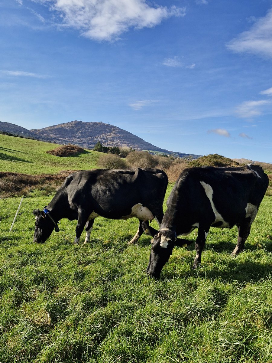 Patrick Mc Carthy tweet media