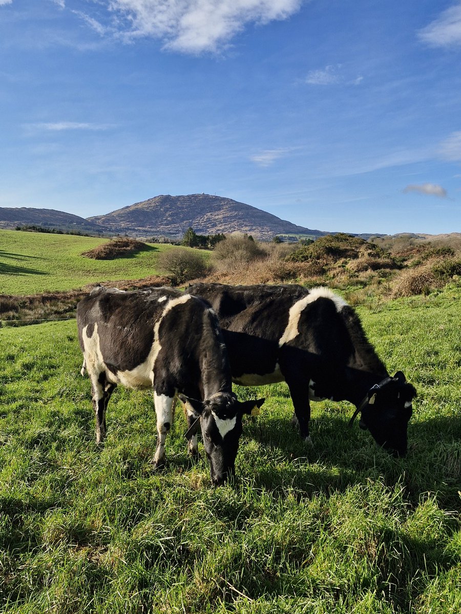 Patrick Mc Carthy tweet media