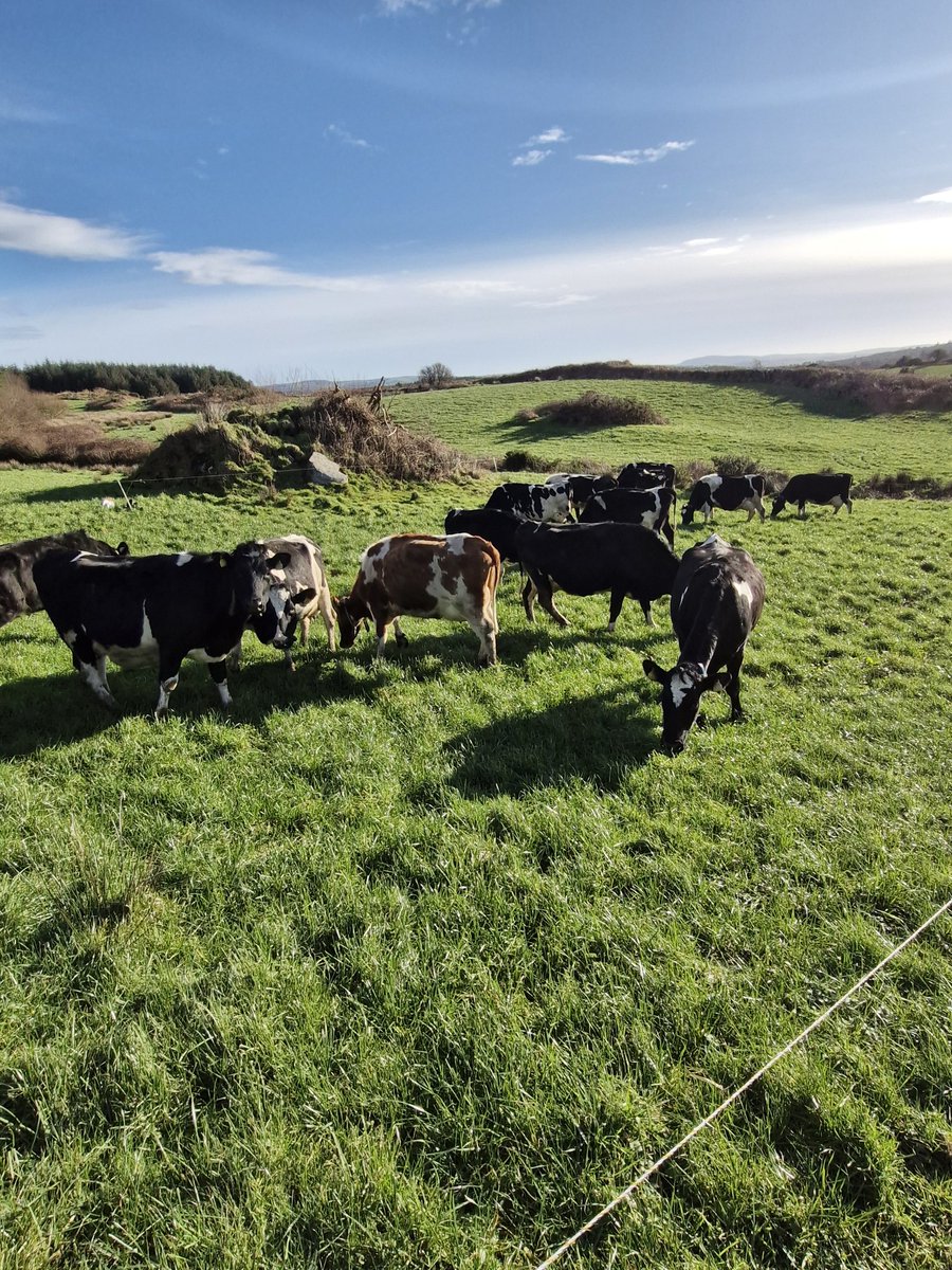 Patrick Mc Carthy tweet media