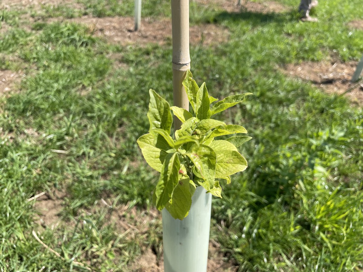 "My advice to other farmers thinking about planting trees is don’t wait too long! The best time to plant trees was 20 years ago – the second-best time is now!"

Read from this farmer on his journey to selling carbon credits generated from this project:

pulse.ly/ik4pn19aso