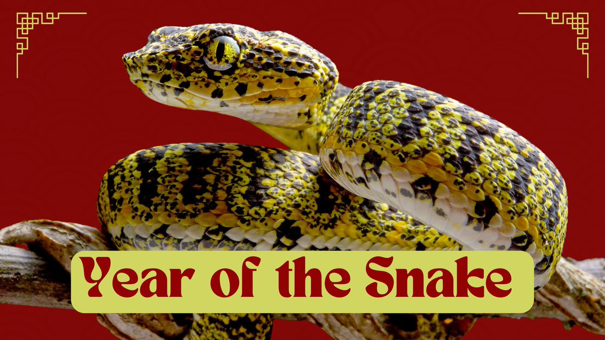 Pensoft's tweet photo. Happy #LunarNewYear2025! 🐍

To celebrate the #YearOfTheSnake, we have collected some of our favourite serpent studies in a blog post.

🔗 Read it here: https://t.co/xiGby4fuQD https://t.co/ApeIpDabP6