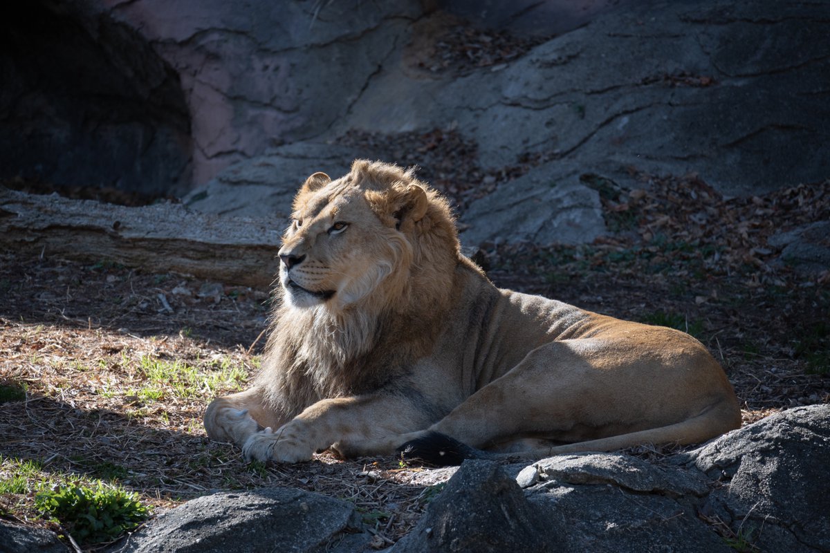 Mobby_F's tweet photo. 先週末名古屋に行った時に、カメラの練習も兼ねて
東山動物園に行ってきました。
動物って結構動き回るから撮るの難しかった。
でもかわいい動物ばかりで癒されました(*´꒳`*)
#Nikon 
#Z50II 
#東山動物園 https://t.co/PmvzGrRAIC