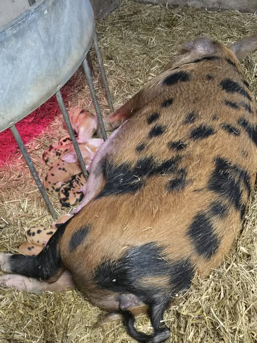FARROWING – 12/2024
Births dipped due to weather from Aug, affecting fertility. Safety remained a priority. High demand OSB weaners &amp; pork. Consumers continue to value #OSBPork  85 born =  9 farrowings 50 boars  35 gilts
Indoor farrowing dominated 
Thanks to our breeders &amp; IPPs
