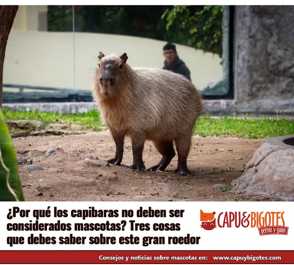 CapuyB's tweet image. 📍 Los #Capibaras  han ganado popularidad por su personalidad amigable y su apariencia encantadora. Sin embargo, ¡no son aptos como #Mascotas ! Aquí te contamos tres cosas importantes que debes saber. 
 Ingresa a la noticia 👉wp.me/pb7hCB-9JY

#Hoy #Perú #Mundo #PetLovers