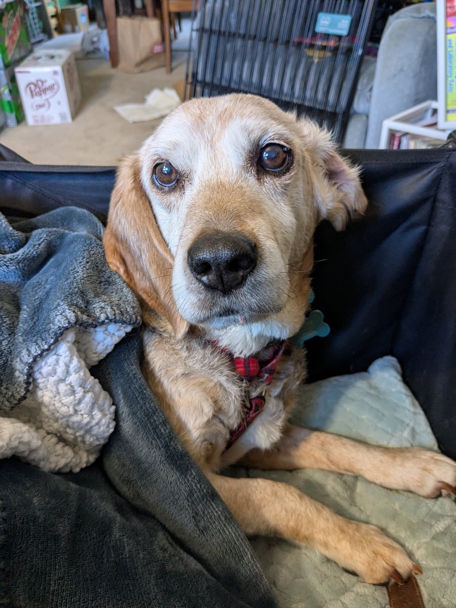 Kristin, Muggs, and the Feline Phalanx tweet media