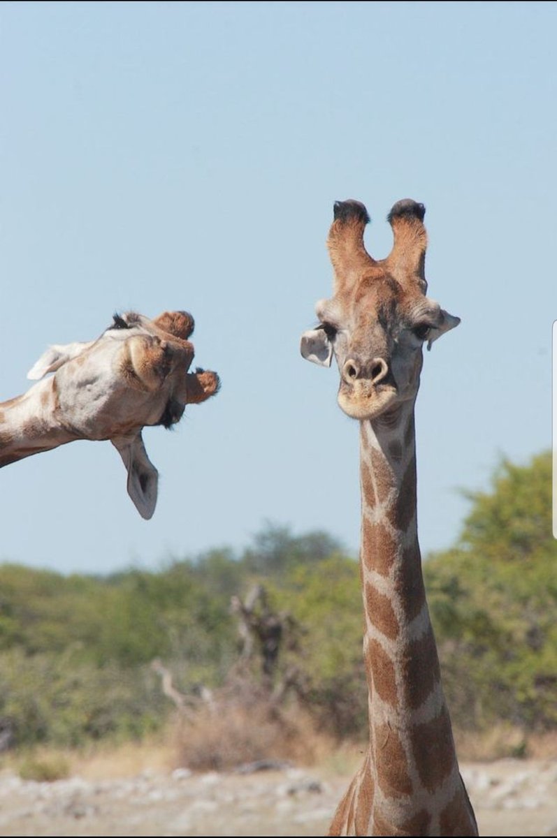 'Oh, what did just you say?'