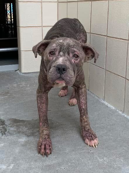 LisaBrabson's tweet photo. LOLLY #A377350 1yr6mo, poor sweet darling,so sad,she has known ZERO kindness in her short life!
Painful,but easily treatable skin condition, malnourished, needs medical care &amp; a loving home!
PLZ #ADOPT #FOSTER OR #PLEDGE TO ATTRACT A RESCUE 🛟 #CorpusChristi 
PLZ HURRY ⏳⏳ https://t.co/RvHIgd6xGK