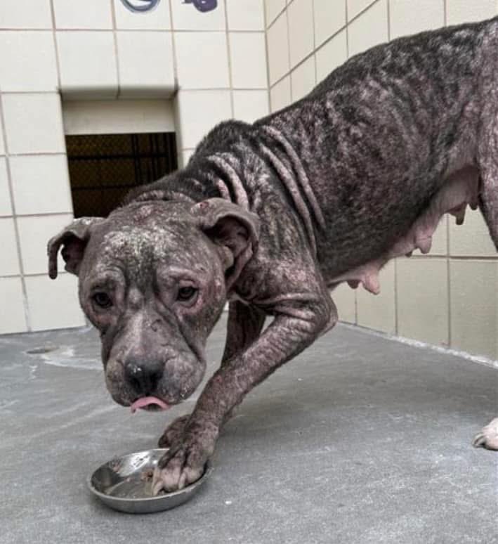 LisaBrabson's tweet photo. LOLLY #A377350 1yr6mo, poor sweet darling,so sad,she has known ZERO kindness in her short life!
Painful,but easily treatable skin condition, malnourished, needs medical care &amp; a loving home!
PLZ #ADOPT #FOSTER OR #PLEDGE TO ATTRACT A RESCUE 🛟 #CorpusChristi 
PLZ HURRY ⏳⏳ https://t.co/RvHIgd6xGK