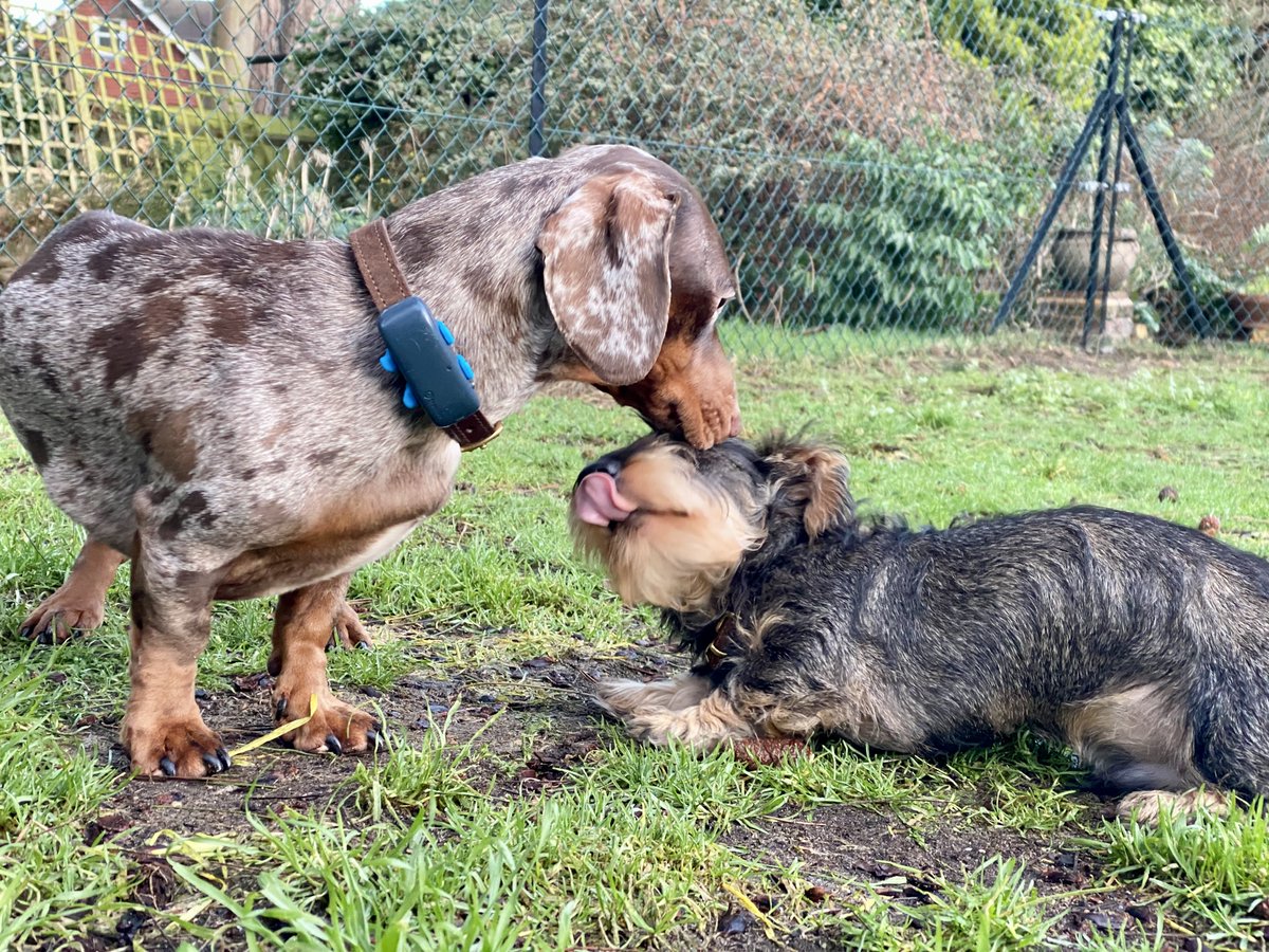SausageDogHotel's tweet photo. Cheeky puppy Fonzie trying to get day-care Rocco to do some zoomies as he has worn everyone else out already... 👅#PleasePlayWithMe https://t.co/S8Cq5YBXMz