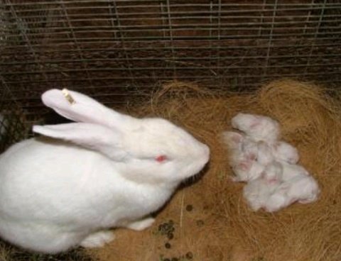 AgriHopper's tweet image. AgriHopper Challenge.
If 10 rabbits breed 50 kits each per year, how many rabbits will you have after 12 months? 🧮🐇

Drop your answers⬇

#RabbitMath #AgriHopperFun #AgribusinessChallenge