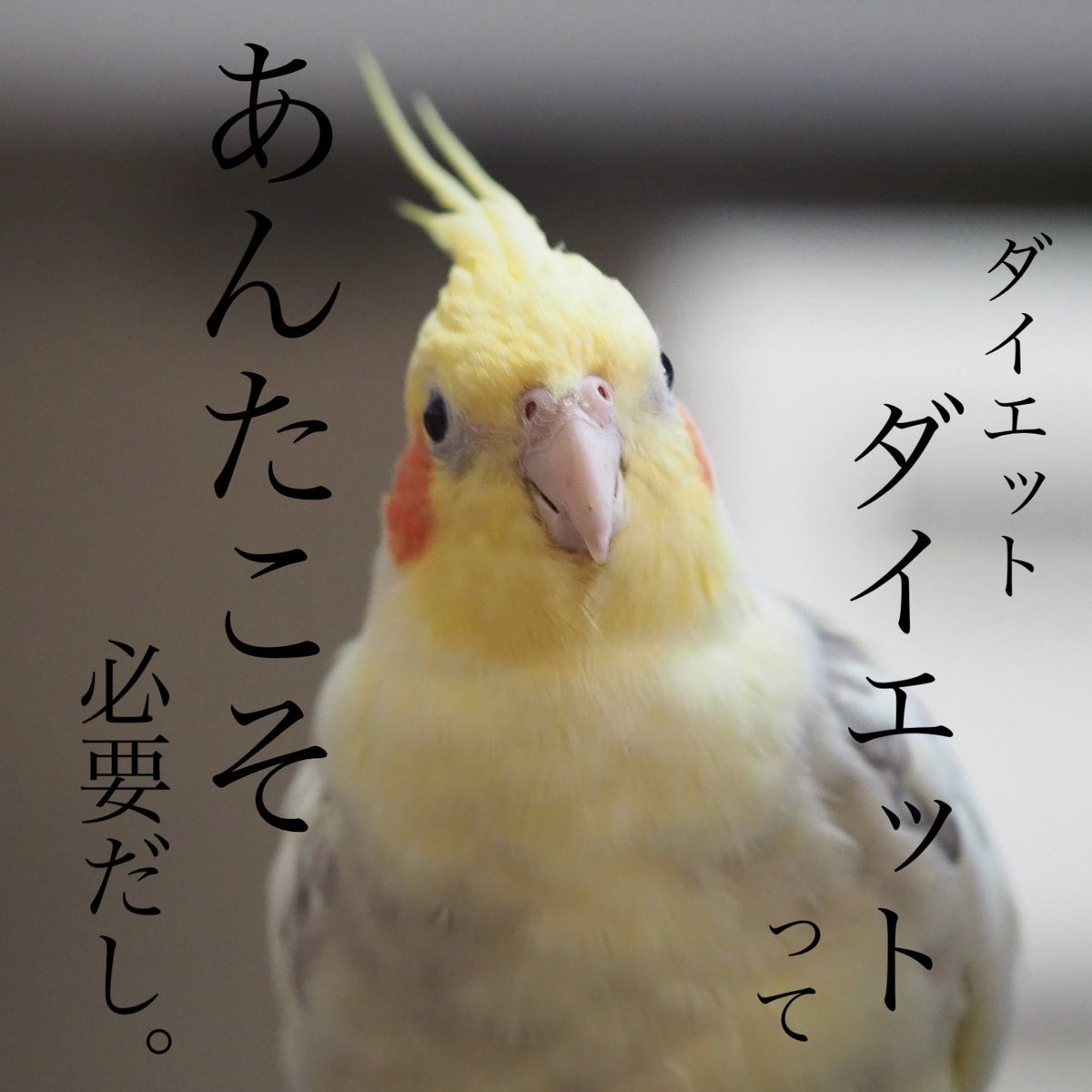 目標体重まで
あと5gの減量が必要な
斑の男。
#オカメインコ