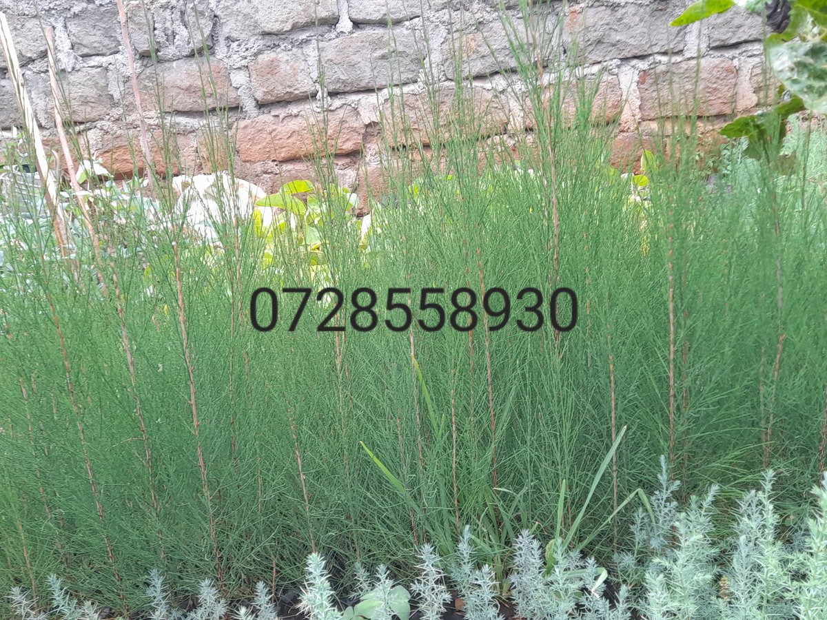 _VincentProsper's tweet photo. For Fruit and tree seedlings inbox.
Location: Olkalou,Nyandarua county
Call: 0728558930 https://t.co/UDA4TSGlxn