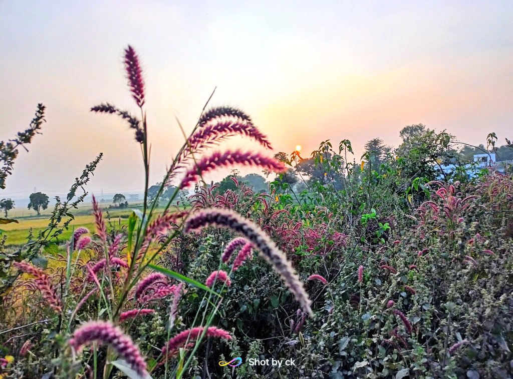 itzchampak's tweet photo. ଏଇ ଝୁମା ଝୁମା ଗୋଲାପୀ ବେଳାରେ..! https://t.co/0ZmAoavcKM