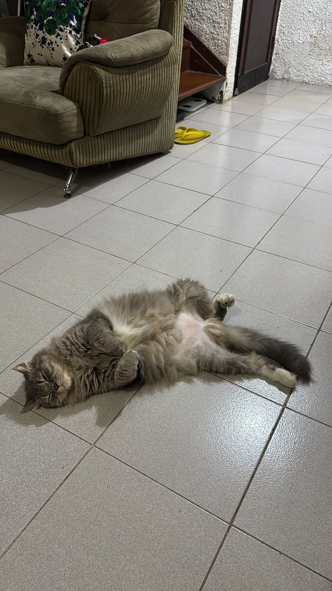 devpao_'s tweet photo. kucing kalian lg tidur mulu sampe bulunya gepeng dan males makan gak sih 😮‍💨😮‍💨 tadi Kacang tidur sampe ngorok kecyill🤏🏻 https://t.co/SfDYGGbpXx