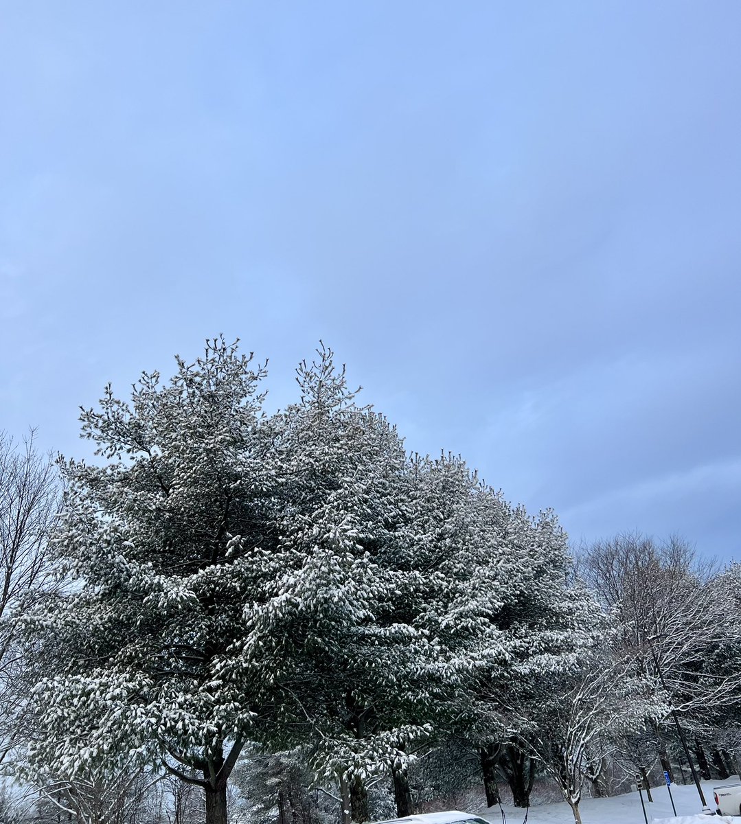 Argi_Hughes's tweet image. Fresh snow is the best snow. ❄️ 📸

#mycurrentview