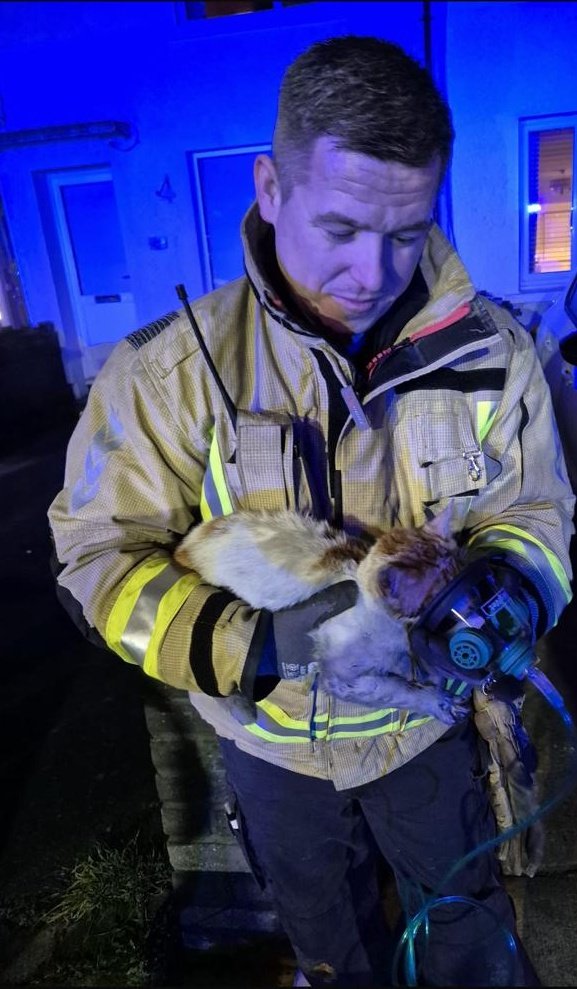 Firefighters from Dolphins Barn rescued Biscuit from a house fire in Ballyfermot yesterday evening. The cat was located by a BA crew and was unconscious. 

Firefighter "Paw"amedic Carrick placed a pet oxygen mask on Biscuit and after 10 minutes, Biscuit was snuggling into it's