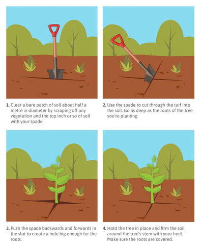 turfy.ie/how-to-plant-a… - Check out our How-To-Guide on Tree Planting