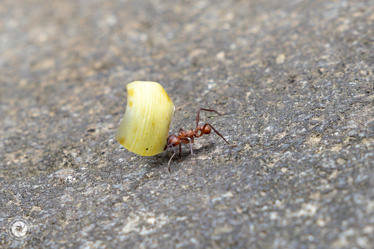 _naturewildlife's tweet image. This tiny leafcutter ant in Guadeloupe is on a mission! 🐜💪 Capable of carrying up to 50 times its own weight, it’s a perfect example of nature’s incredible strength. 🌱

#WildlifePhotography #MacroNature #LeafcutterAnts #NatureInFocus #GuadeloupeWildlife