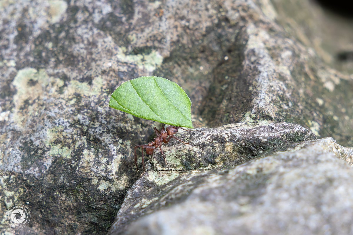_naturewildlife's tweet image. This tiny leafcutter ant in Guadeloupe is on a mission! 🐜💪 Capable of carrying up to 50 times its own weight, it’s a perfect example of nature’s incredible strength. 🌱

#WildlifePhotography #MacroNature #LeafcutterAnts #NatureInFocus #GuadeloupeWildlife