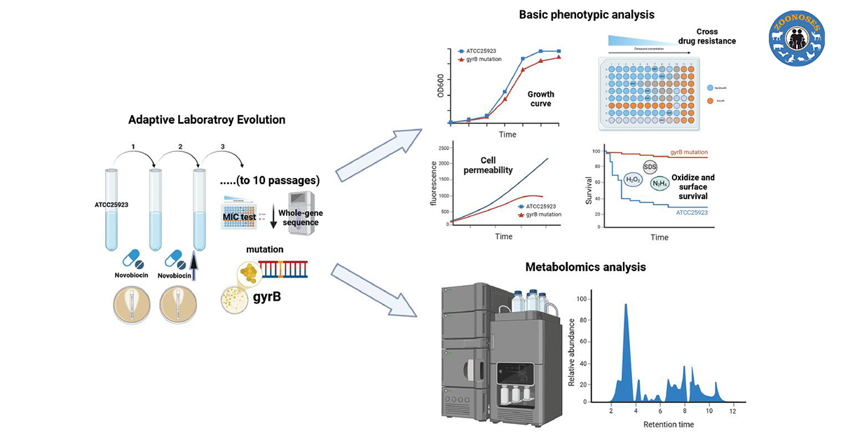 ZoonosesJ's tweet image. This study explores #gyrBmutation in #Staphylococcusaureus, revealing resistance mechanisms to #novobiocin and its impact on metabolism and cell functions.

Read More: zoonoses-journal.org/index.php/2025…

#drugresistance #metabolomics #Zoonotics #zoonoses #zoonosis #Zoonoticdiseases…
