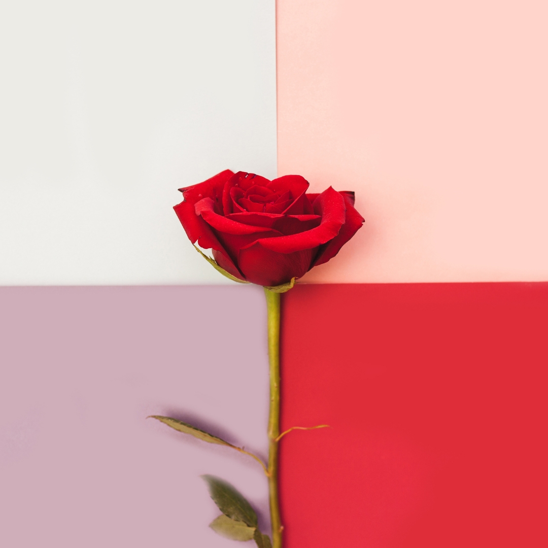 🌹Love is in the air! 🌟 Whether it’s for your romantic partner, a dear friend, or someone you truly appreciate, flowers are a beautiful way to say 'I care.' 💐 Explore our Valentine’s Day collection for blooms that celebrate love in all its forms.💛