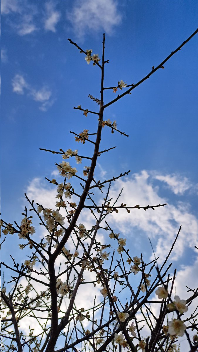 umeshu_bar's tweet photo. 松山公園(久米郵便局跡)の梅、今年は結構咲いてました。去年は全然咲いてなくて梅も不作でしたが今年はどうなるかな～。 https://t.co/73VZF8zEzv
