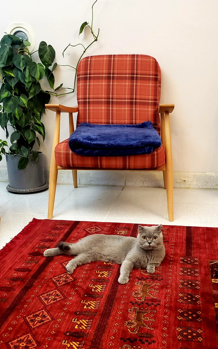 BashirAlizade's tweet image. هرچی بود تو راهت پاره کردی...