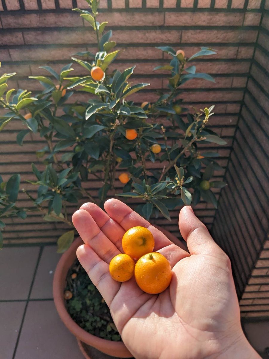 twjpkurashi's tweet photo. 新竹公園の桜はもう咲き始めている🌸
散歩が気持ちよかった〜😌

【大吉大利🍊】
縁起が良いらしく屋上にある金柑食べた〜
もうすぐ娘が生まれるので嫁と私と子供の分も願って🙏
今年もますます良い年になるといいなぁ！ https://t.co/NjD5bu0ekP