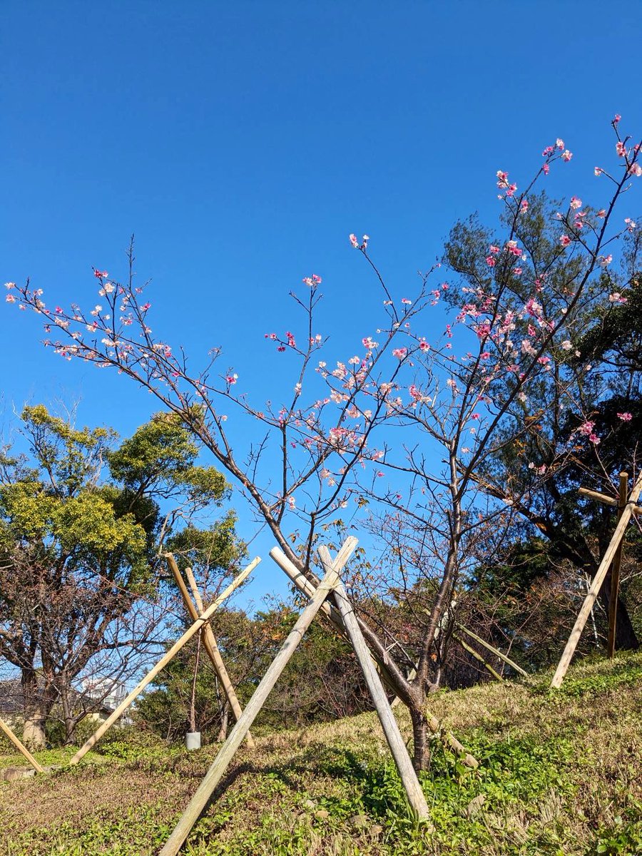 twjpkurashi's tweet photo. 新竹公園の桜はもう咲き始めている🌸
散歩が気持ちよかった〜😌

【大吉大利🍊】
縁起が良いらしく屋上にある金柑食べた〜
もうすぐ娘が生まれるので嫁と私と子供の分も願って🙏
今年もますます良い年になるといいなぁ！ https://t.co/NjD5bu0ekP