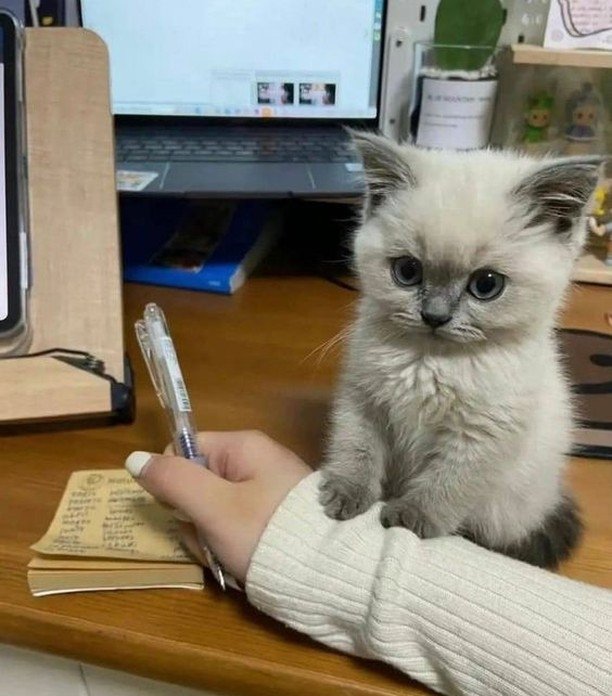 contents that ll heal your depression 🌻 (@catshealdeprsn) on Twitter photo 