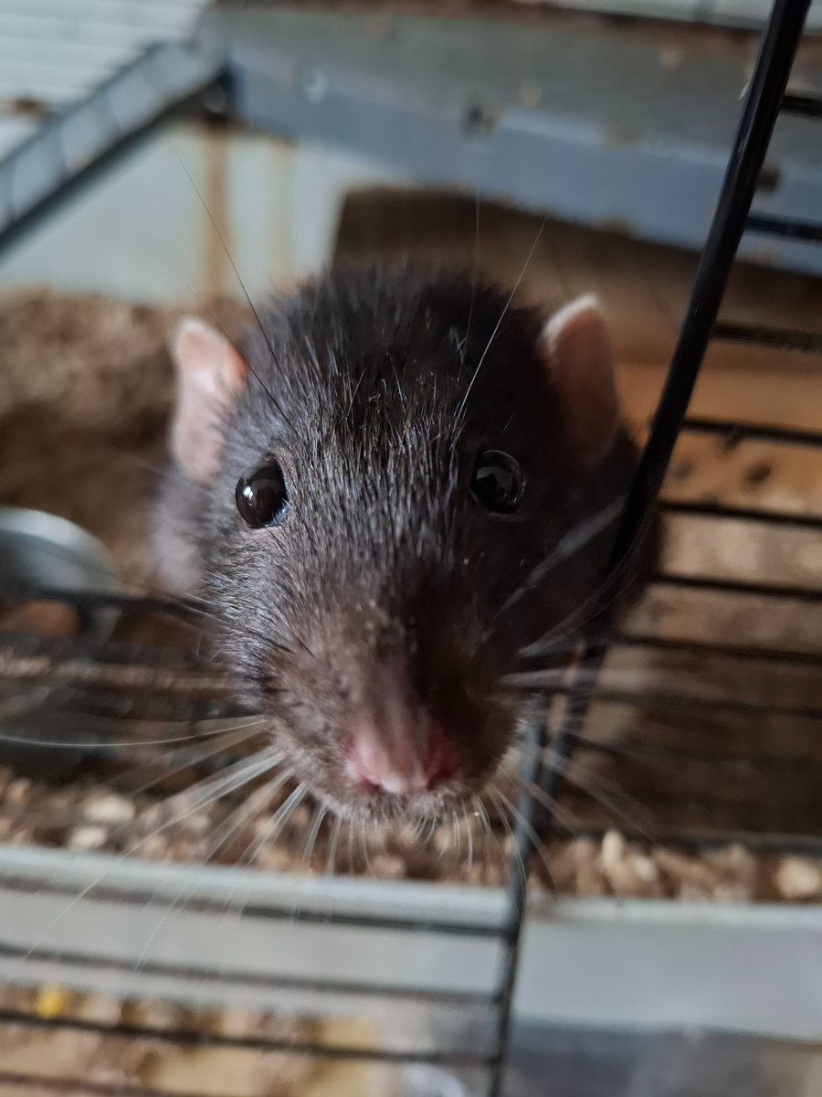 Stone Cold Steven Universe tweet media