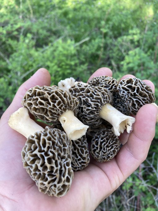ISU_IPM's tweet photo. Wild-harvested mushroom certification this spring.

Register for experience identifying and safely harvesting wild mushrooms in the state of Iowa at https://t.co/hlKBnwxvci

Led by @ISUExtension's @ChelseaPlantDoc. 

@iowadnr @IADeptAg @ISU_YardGarden @notesoniowa https://t.co/Q6sNQ74R2V