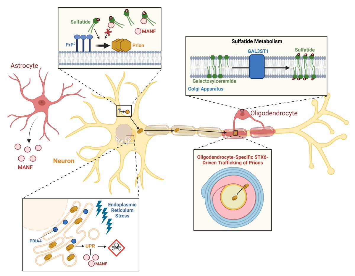 Küçükali &amp; Hill et al. integrate GWAS data with transcriptome and proteome-wide association studies to better understand risk factors for sporadic Creutzfeldt-Jakob disease, the most common human prion disease. tinyurl.com/4pn3sbub
