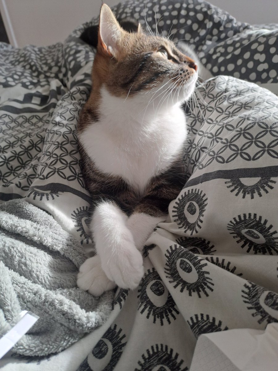 PitPitrouillee's tweet photo. Voici la petite présentation !!! 
Patoune, bientôt 2 ans, complètement folle, aime beaucoup manger des croquettes et se sucer les orteils 😼 https://t.co/BrKTua2UEf