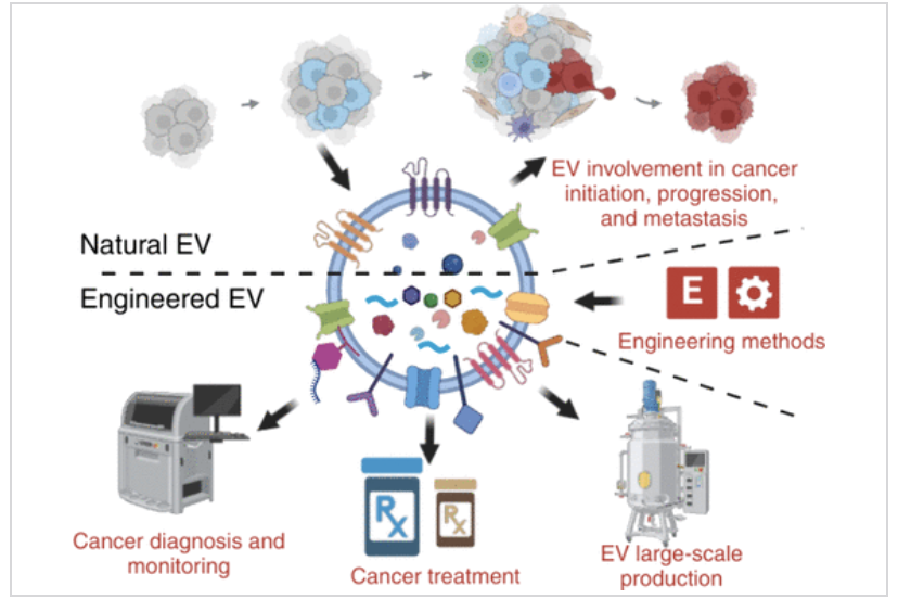 ACS Nano (@acsnano) on Twitter photo Comprehensive review by <a href="/KalluriLab/">Kalluri Lab</a> of natural and engineered EVs in cancer diagnosis and therapy. The authors highlight EV engineering strategies poised to dramatically expand the use of EV-based platforms in oncologic settings.
Read it here 🔗 go.acs.org/ceD Comprehensive review by <a href="/KalluriLab/">Kalluri Lab</a> of natural and engineered EVs in cancer diagnosis and therapy. The authors highlight EV engineering strategies poised to dramatically expand the use of EV-based platforms in oncologic settings.
Read it here 🔗 go.acs.org/ceD
