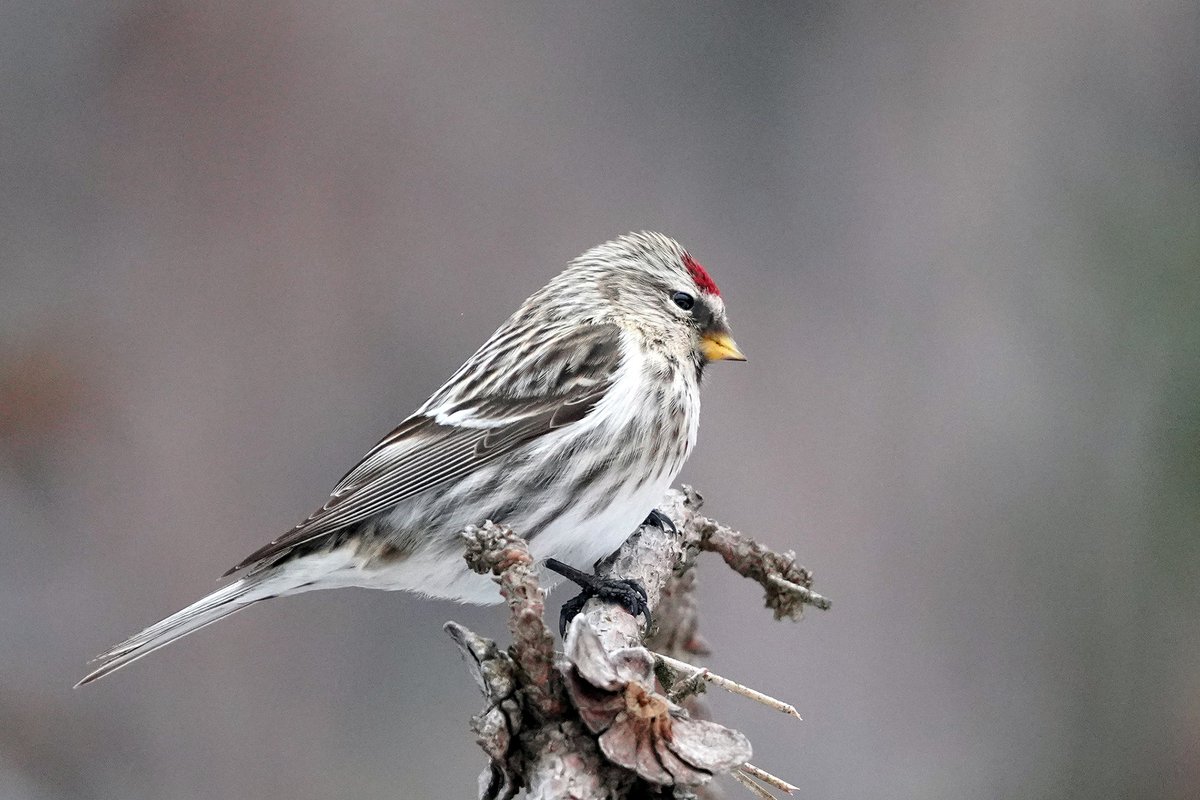 Winter is a great time to spot birds that normally spend their time far away. Redpolls spend summers in Alaska and northern Canada. In the winter, they may travel as far as northern Texas! Have you seen any?

📷 Courtney Celley/USFWS