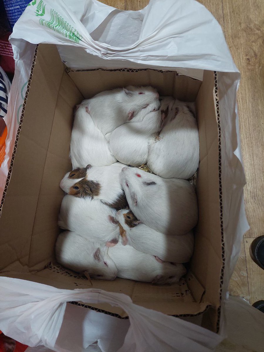 Мені боляче на це дивитись💔
Київ і не Київ, може хтось хоче врятувати життя?