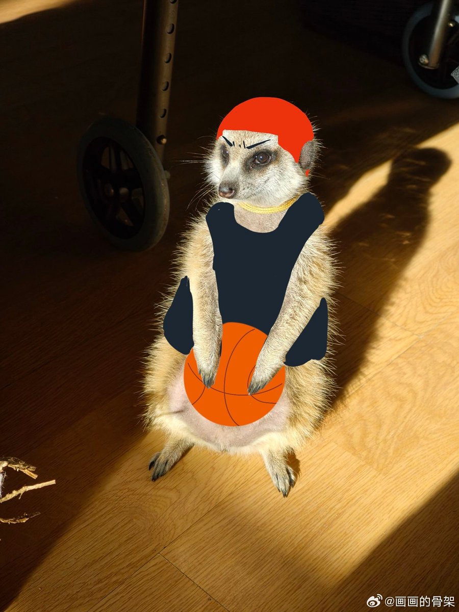 年终总结！ 养了狐獴