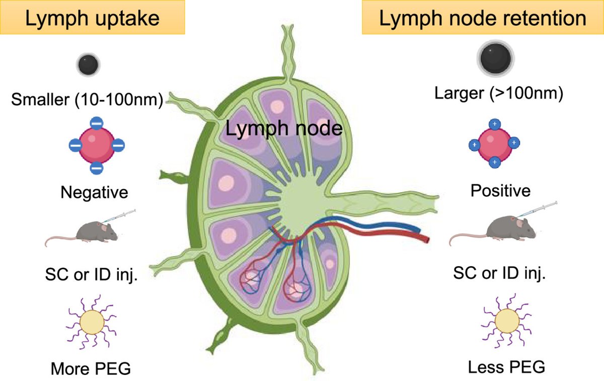 Acta Biomaterialia (@actabio) on Twitter photo REVIEW from Professor Natalie Trevaskis: Impact of #nanoparticle properties on #immune cell interactions in the lymph node
@natalietrevaski
<a href="/Asim_Nano/">Muhammad Asim Farooq</a>
sciencedirect.com/science/articl… REVIEW from Professor Natalie Trevaskis: Impact of #nanoparticle properties on #immune cell interactions in the lymph node
@natalietrevaski
<a href="/Asim_Nano/">Muhammad Asim Farooq</a>
sciencedirect.com/science/articl…