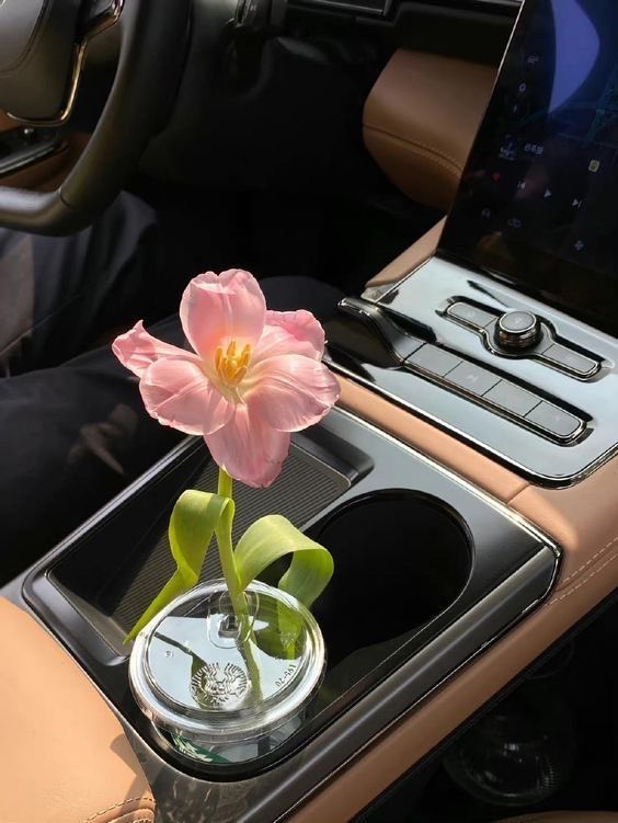 Tulip 🌷