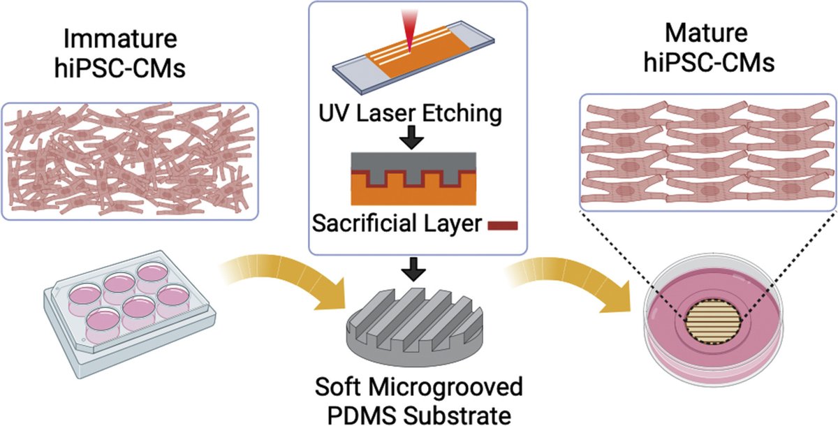 Acta Biomaterialia (@actabio) on Twitter photo Professor Glen Tibbits: Developing a soft #micropatterned substrate to enhance maturation of human induced #pluripotent stem cell-derived cardiomyocytes
<a href="/GlenTibbits1/">Glen Tibbits</a> <a href="/SBME_UBC/">UBC School of Biomedical Engineering</a> <a href="/mbbsfu/">SFU Molecular Biology and Biochemistry</a> <a href="/uvic/">UniversityOfVictoria</a> <a href="/BCCHresearch/">BC Children's Hospital Research Institute</a> <a href="/ubcmech/">UBC Mechanical Engineering</a>
sciencedirect.com/science/articl… Professor Glen Tibbits: Developing a soft #micropatterned substrate to enhance maturation of human induced #pluripotent stem cell-derived cardiomyocytes
<a href="/GlenTibbits1/">Glen Tibbits</a> <a href="/SBME_UBC/">UBC School of Biomedical Engineering</a> <a href="/mbbsfu/">SFU Molecular Biology and Biochemistry</a> <a href="/uvic/">UniversityOfVictoria</a> <a href="/BCCHresearch/">BC Children's Hospital Research Institute</a> <a href="/ubcmech/">UBC Mechanical Engineering</a>
sciencedirect.com/science/articl…