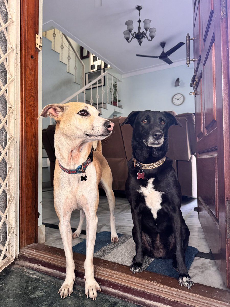 kovaisandhya's tweet photo. A very good-looking pair of jujukibujikis to remind you to #AdoptIndieDogs. 
Indies are smart, playful, loyal and make for great home dogs. Please don’t buy your puppies, open your homes and hearts to our naati beauties ❤️ https://t.co/43yckVHHSy
