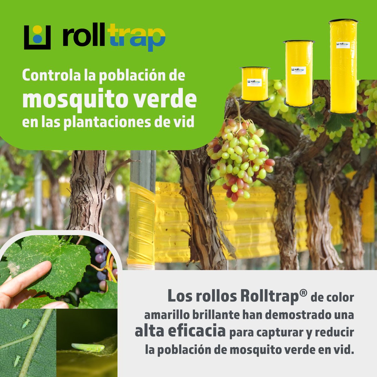 GREENVASS's tweet photo. El mosquito verde de la vid puede causar daños significativos en las plantaciones. Se alimenta de la savia de las hojas de la vid, debilitando la planta y afectando su desarrollo vegetativo y la maduración de los frutos, y puede transmitir enfermedades a las plantas. https://t.co/WcOaRkYyTG