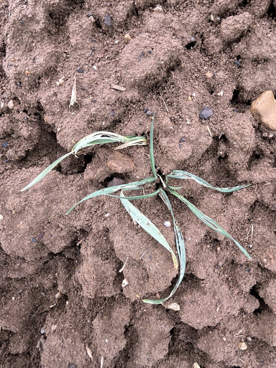 OlivierCOSTE2's tweet photo. En plus des parcelles compromises par les précipitations💦.
Dans #VisMaVieDeArc,je m’arrête pendant mon #TDP chez une #Agriculture.
✅ Je mets mes 👢.
✅ Je rentre dans cette #céréale.
✅ Je prends mon 🔪.
La preuve sur ma lame,les #limaces 🐌 qui amputent encore la #Moisson2025. https://t.co/kmOhG6j5w1
