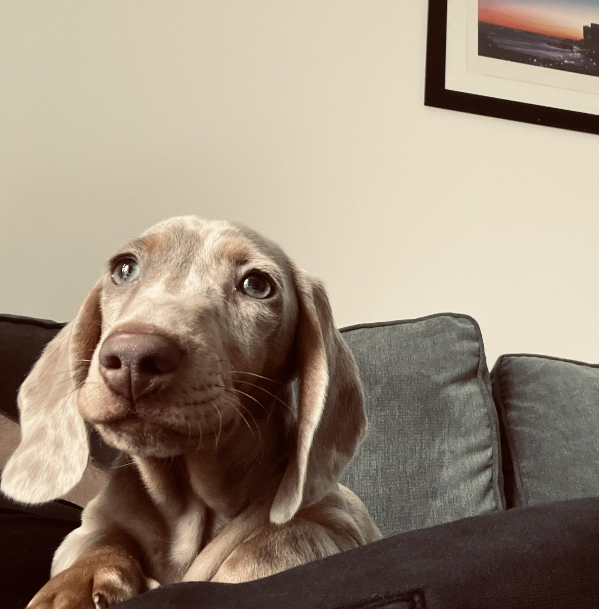 rsEepin's tweet photo. My sister got a puppy I can not stop loving this dog OMG! Meet Chester 🐶 😍 https://t.co/hkWBp5k67G