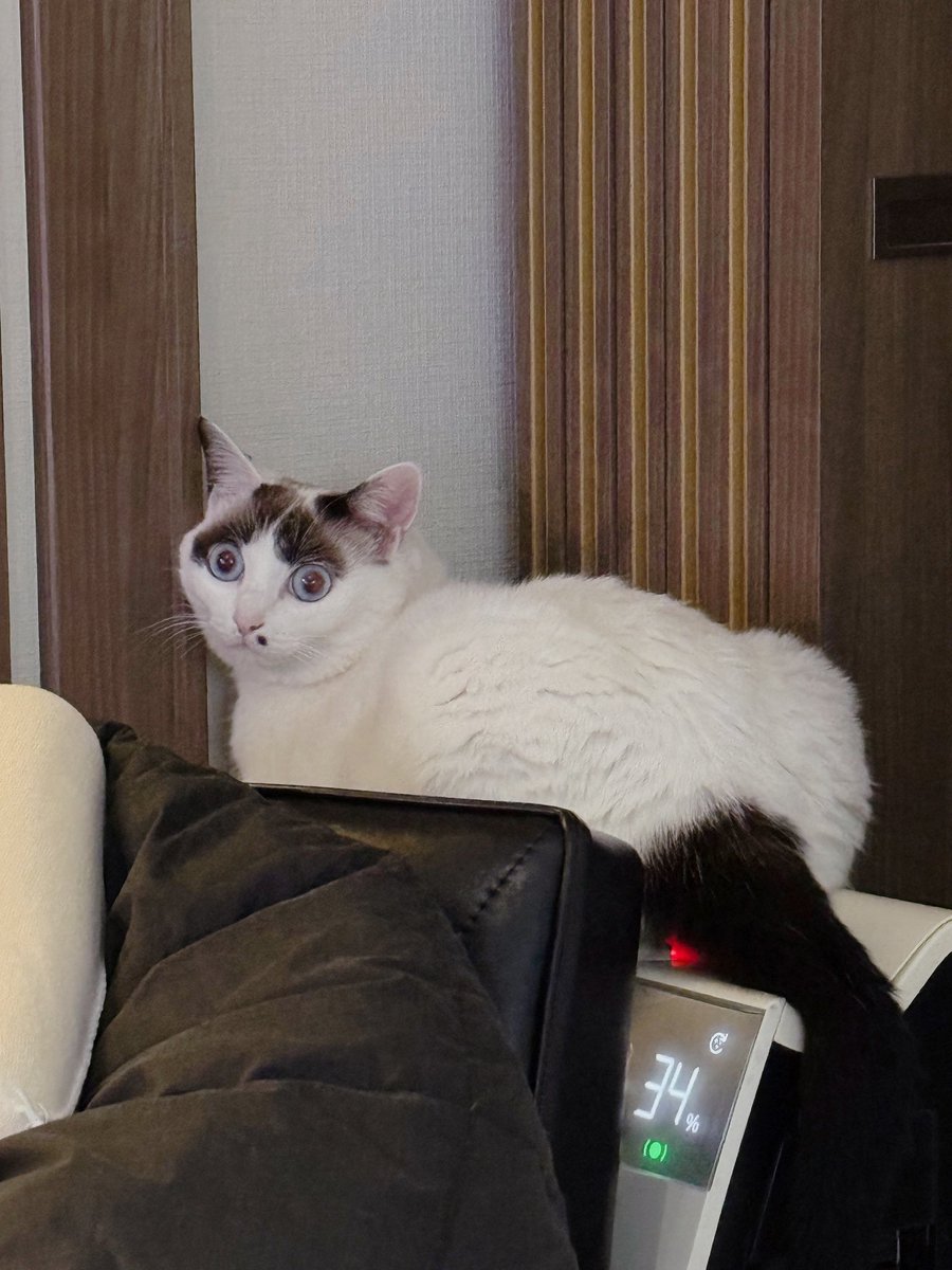 kyonohyke's tweet photo. #猫 #猫のいる暮らし #猫好きさんと繋がりたい
#ねこ #ねこのいる暮らし #ねこ好きさんと繋がりたい https://t.co/rHRAsFizdG