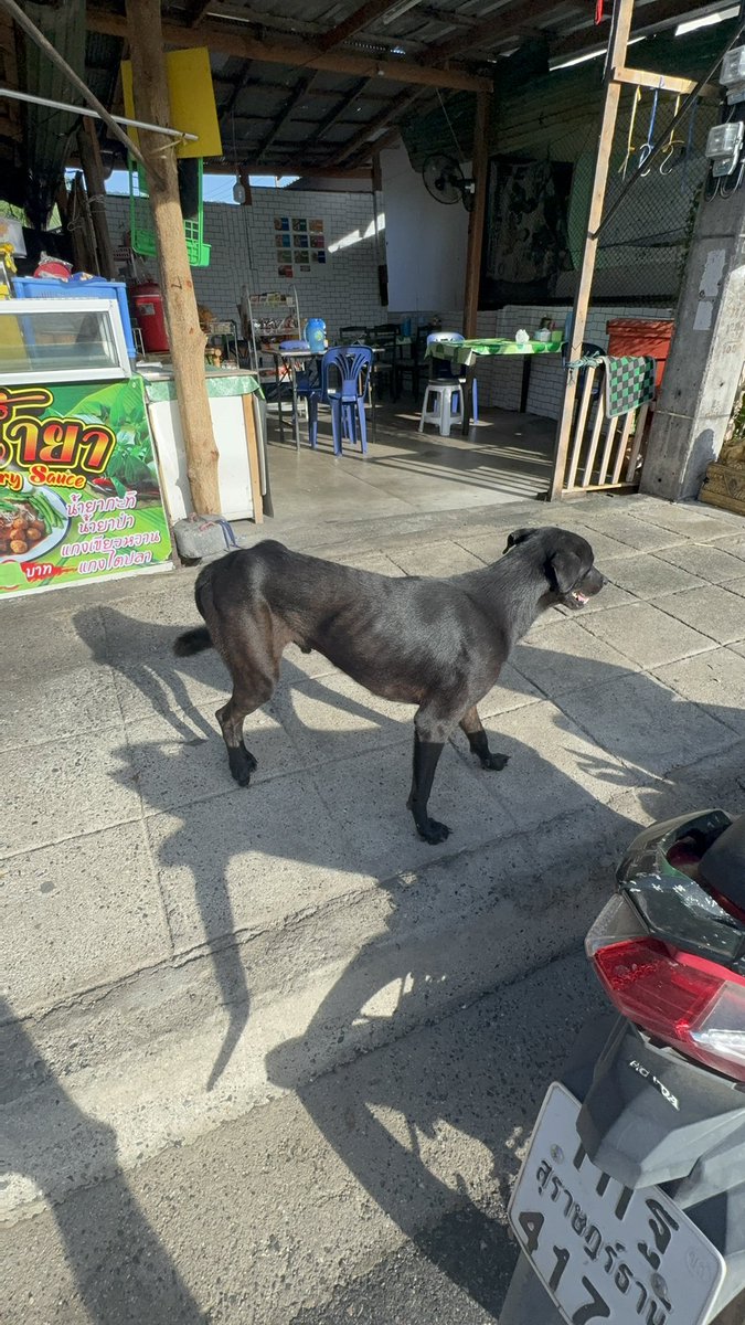 4 months ago I came around the corner and found a big skinny dog called Larry. He wasn’t well. 

Larry has been one of the most unusual rescues I’ve had but today he got the greatest news a street dog could ever wish for (1/8) 🧵
